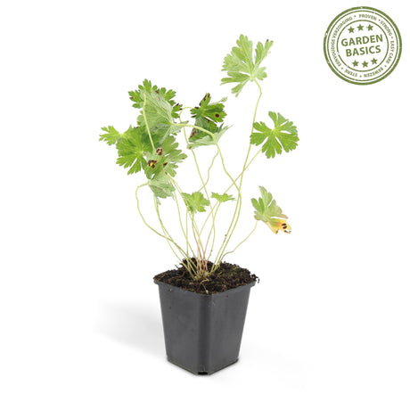 Livraison plante Geranium Rozanne X6