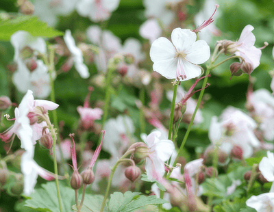 Geranium x cantabrigiense 'Biokovo'