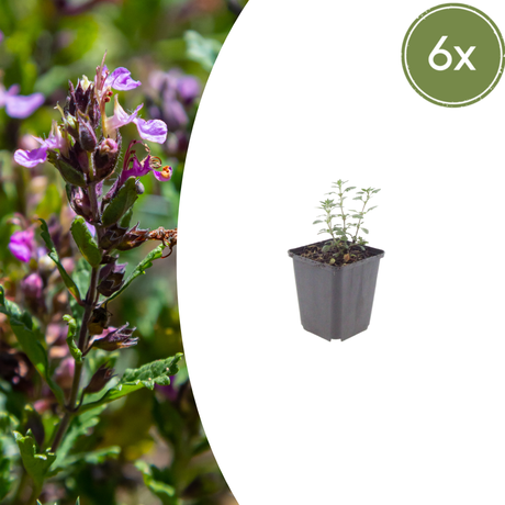 Livraison plante Germandrée luisante