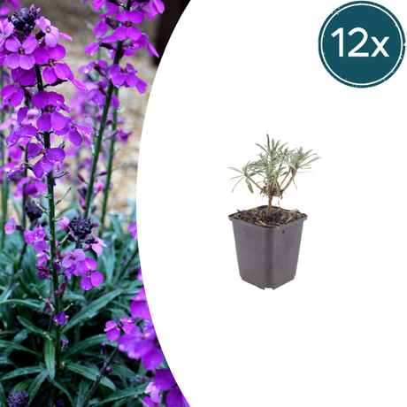 Livraison plante Giroflée mauve