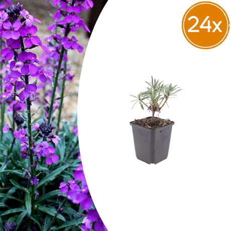 Livraison plante Giroflée mauve