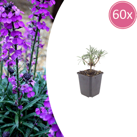 Livraison plante Giroflée mauve