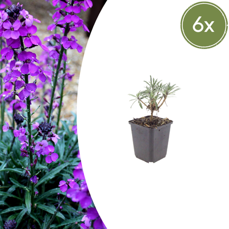 Livraison plante Giroflée mauve