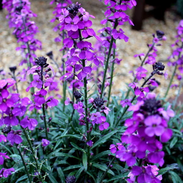 Livraison plante Giroflée mauve