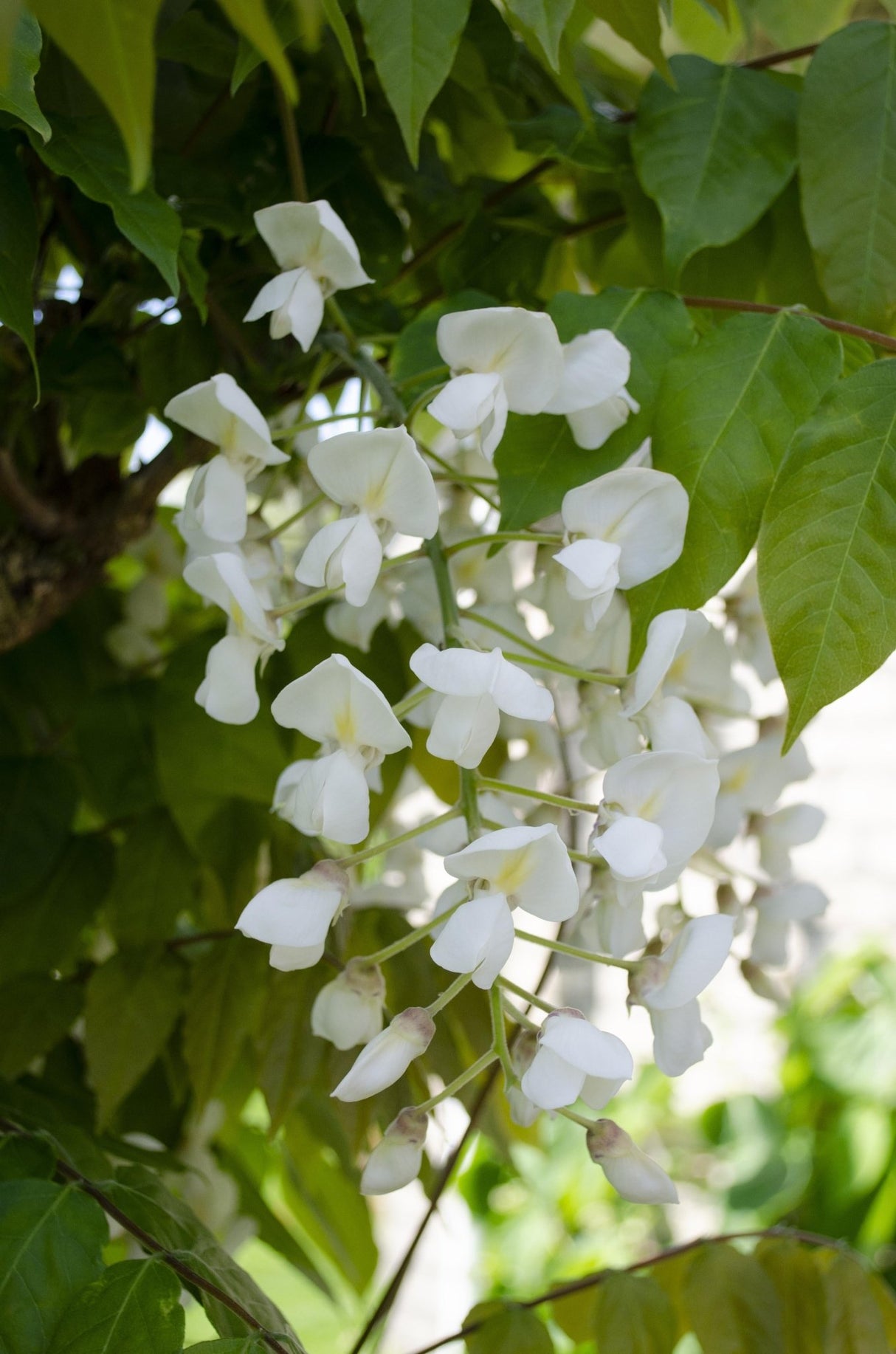 Livraison plante Glycine Blanche