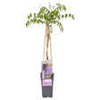 Livraison plante Glycine 'Naga Noda' - ↨65cm - Ø15 - plante grimpante d'extérieur