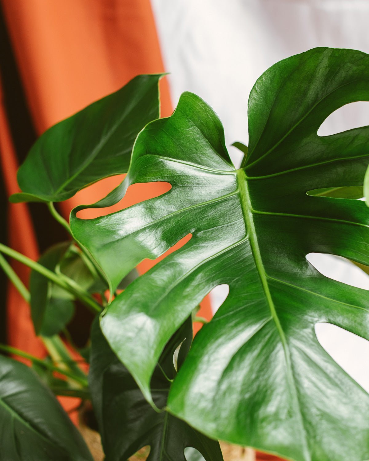 Livraison plante Grand Monstera Deliciosa