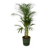 Livraison plante Grand Palmier Areca - Plusieurs tailles et pots