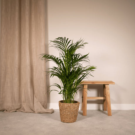 Livraison plante Grand Palmier Areca - Plusieurs tailles et pots