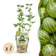 Livraison plante Groseillier à maquereau Hinnonmäki Grün x3