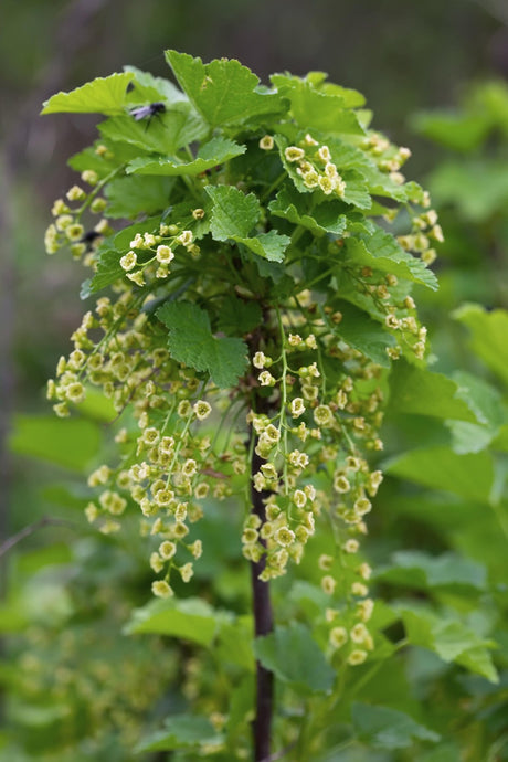 Livraison plante Groseillier Bio