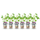 Livraison plante Groseillier Jostabes – Lot de 6 – Pot 9 cm