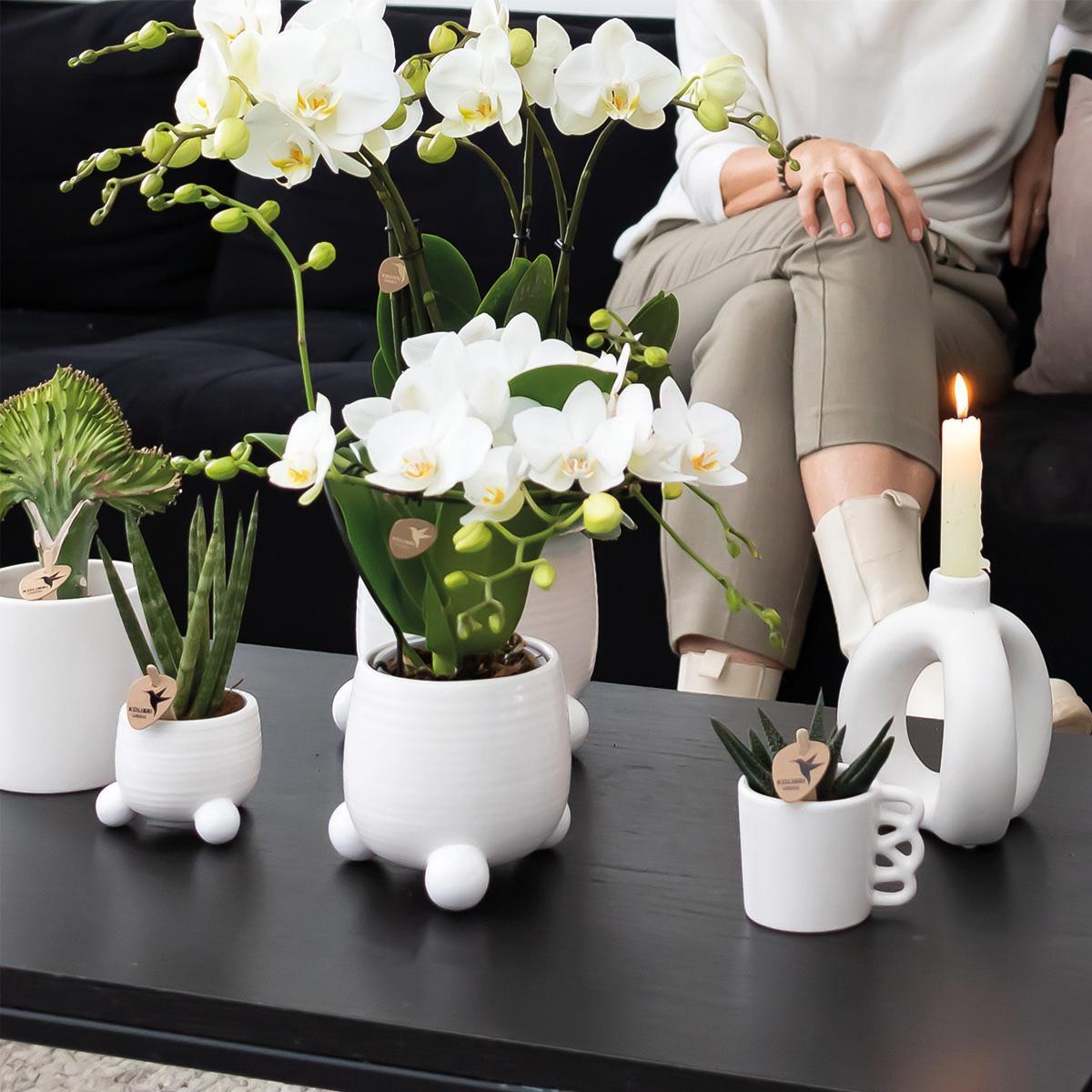 Livraison plante Happy Mug - Pot en céramique blanche