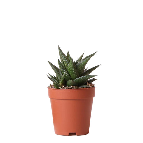 Livraison plante Haworthia Limifolia h16cm