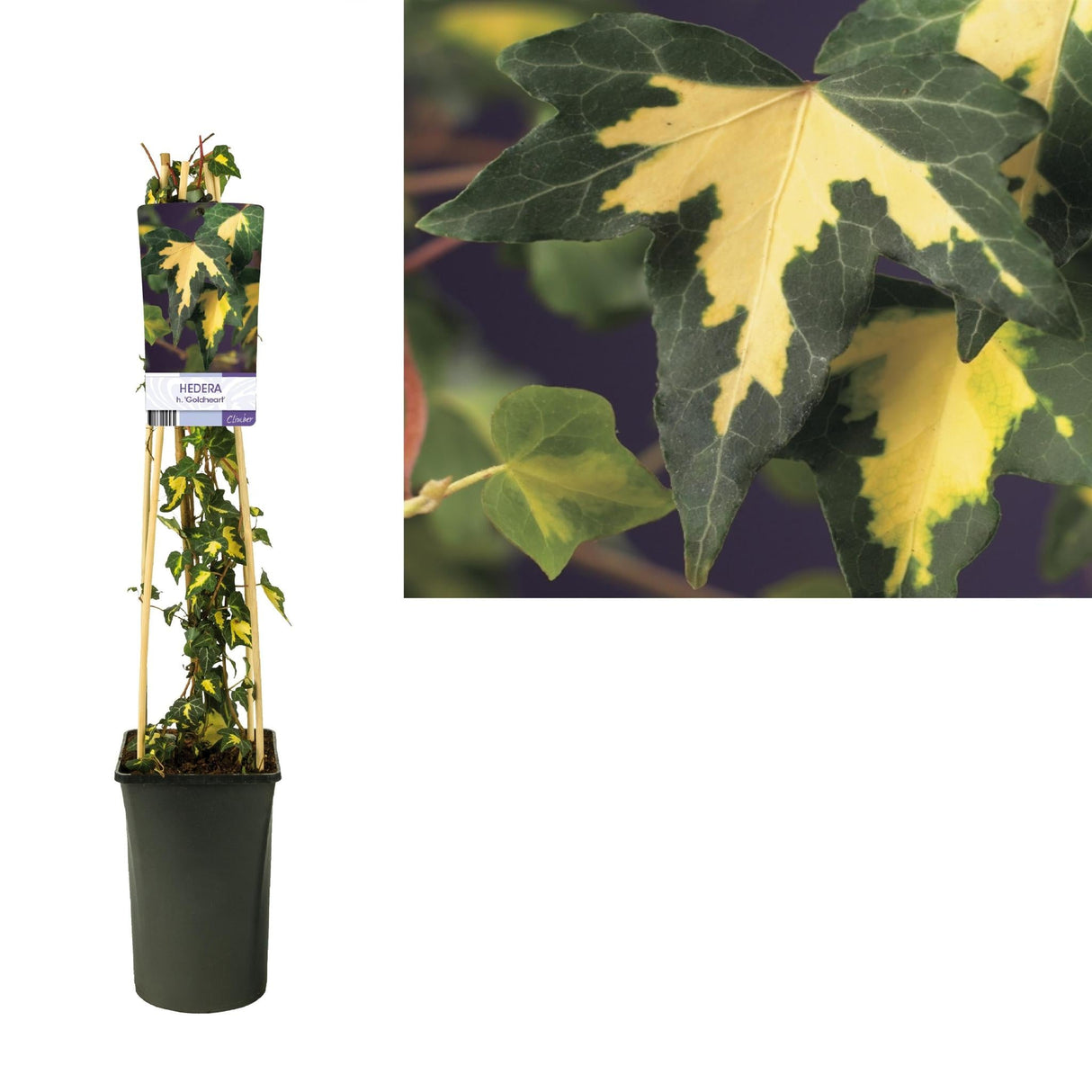 Livraison plante Hedera H. 'Goldheart' +light Label - Ø17cm - ↕75cm