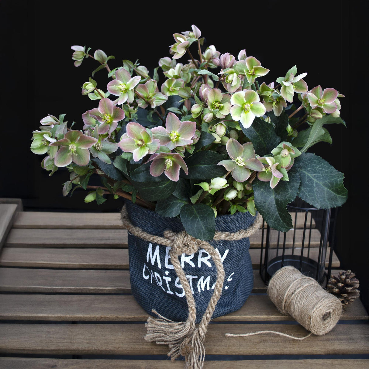 Livraison plante Hellébore Angels Glow – Pot 19 cm – Hauteur 50 cm