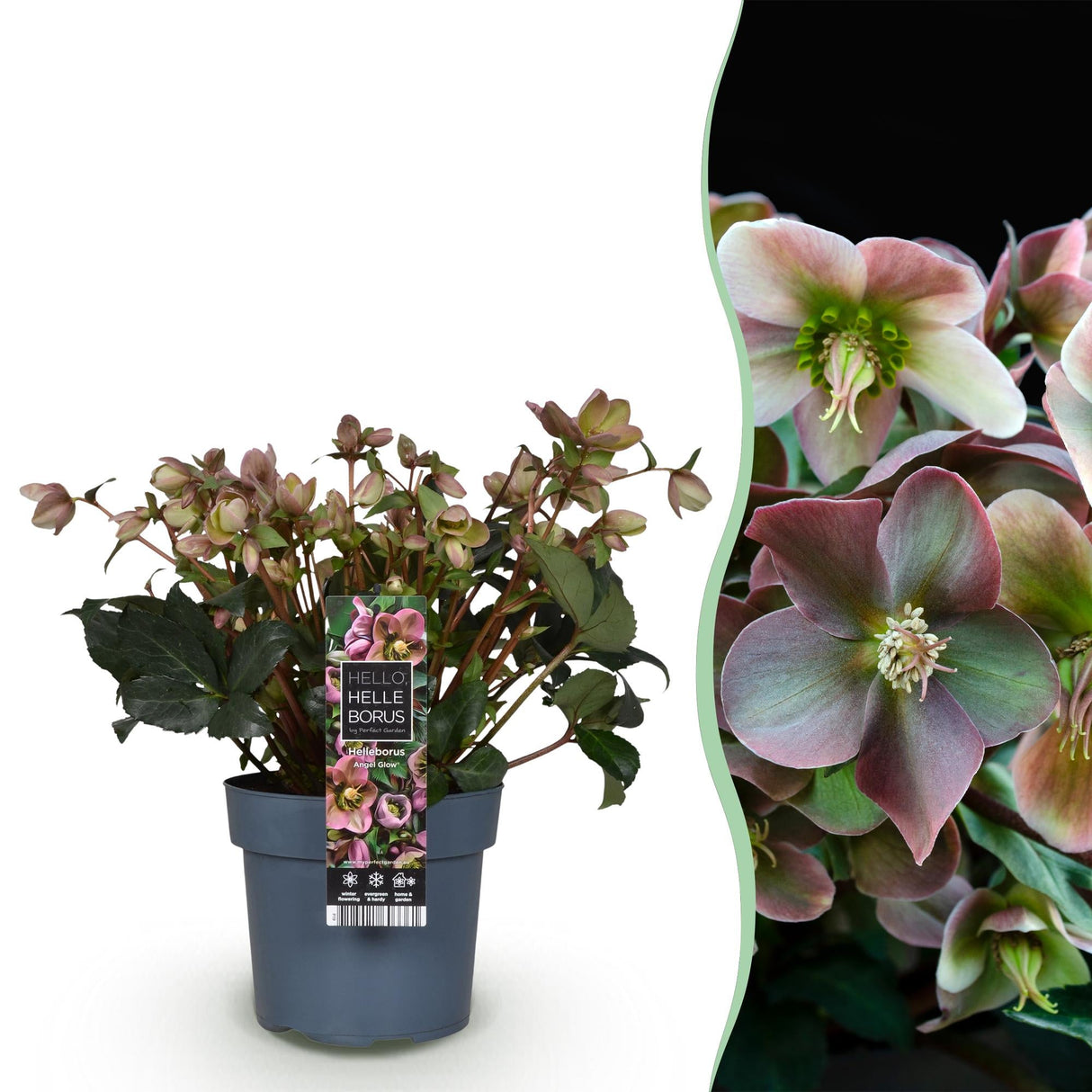 Livraison plante Hellébore Angels Glow – Pot 19 cm – Hauteur 50 cm