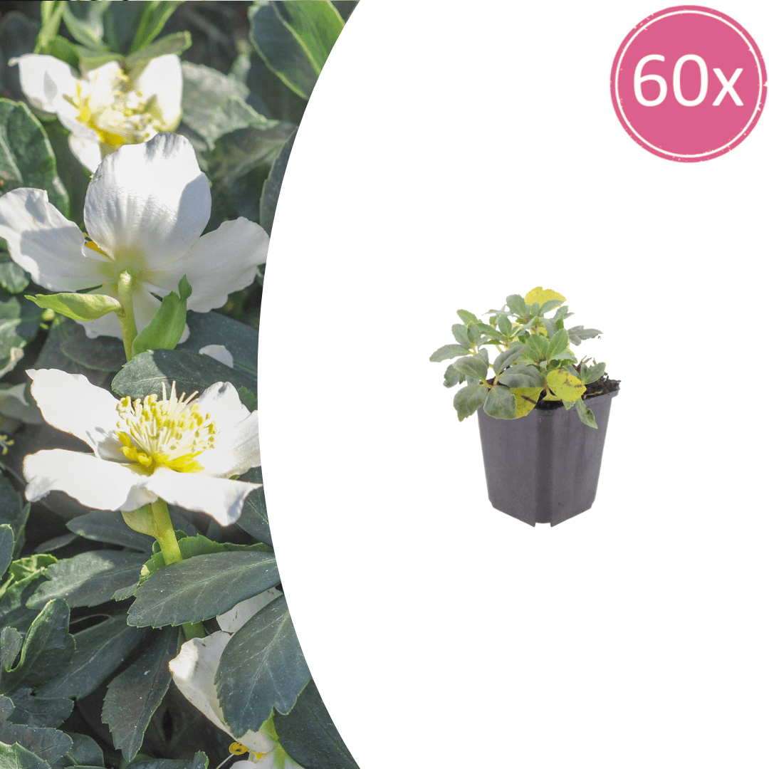 Livraison plante Hellebore blanc niger
