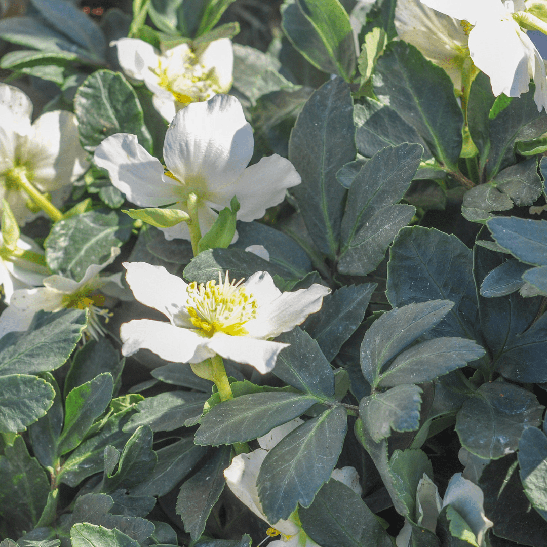 Livraison plante Hellebore blanc niger