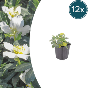Livraison plante Hellebore blanc niger