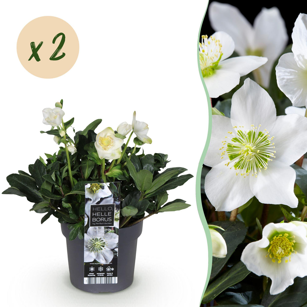 Livraison plante Hellébore Christmas Carol x1