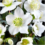 Livraison plante Helleborus niger 'Christmas Carol' - Lot de 24