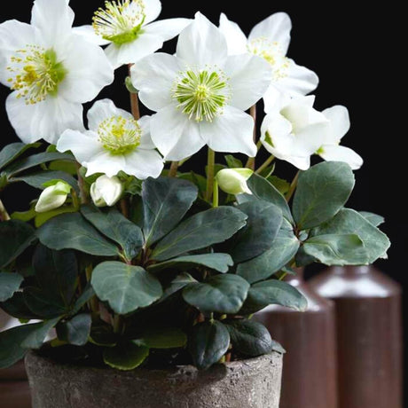 Livraison plante Helleborus niger 'Christmas Carol' - Lot de 24