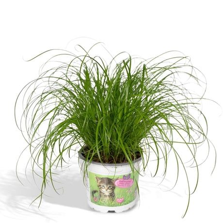 Livraison plante Herbe à chat