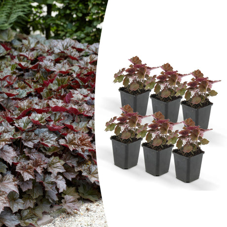 Livraison plante Heuchera mic. 'Palace Purple'