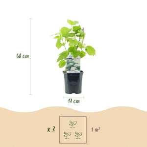 Livraison plante Hortensia Annabelle – Lot de 1 – Pot 17 cm – Hauteur 50 cm