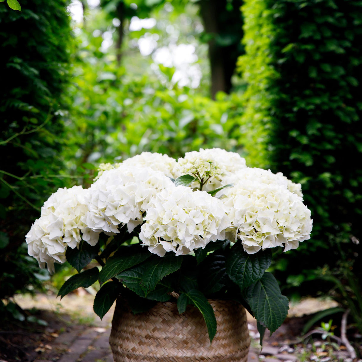 Livraison plante Hortensia Forever & Ever – Pot 23 cm – Hauteur 55 cm