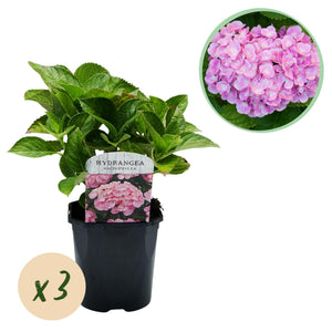 Livraison plante Hortensia macrophylla Pink