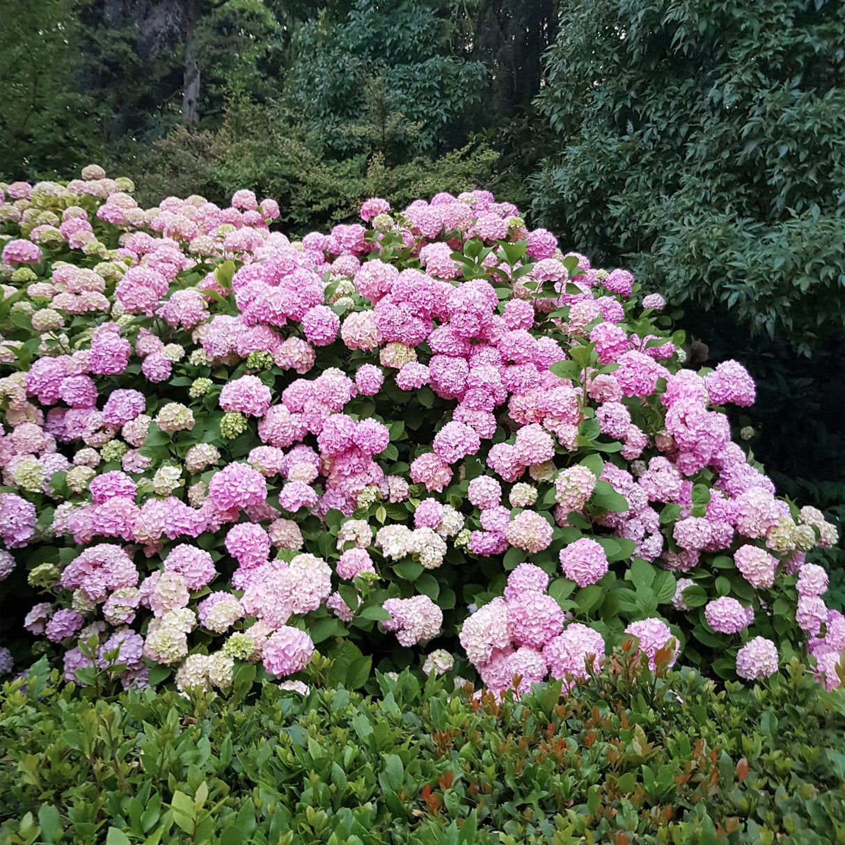 Livraison plante Hortensia macrophylla Pink – Pot 17 cm – Hauteur 30 cm