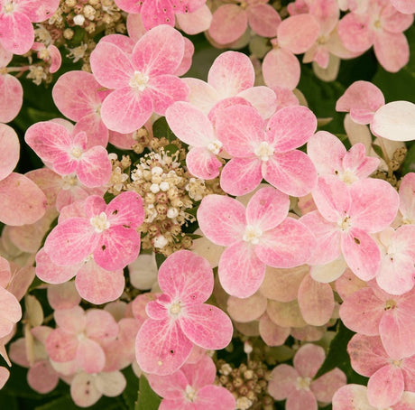 Livraison plante Hortensia Pan. '(S) Witch Ophelia'® - ↨25cm - Ø19cm - plante d'extérieur fleurie