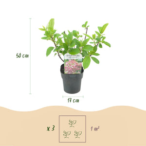 Livraison plante Hortensia Pink Diamond – Pot 17 cm – Hauteur 50 cm