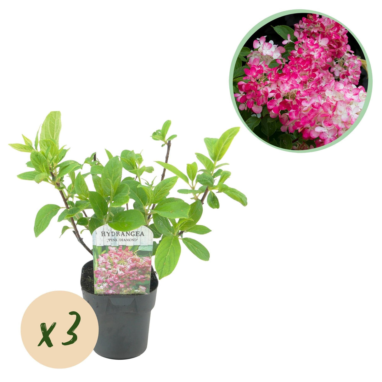 Livraison plante Hortensia rose diamant en pot x1