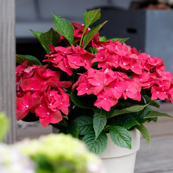 Livraison plante Hortensia Ruby Tuesday&Sapphire – Pot 23 cm – Hauteur 55 cm