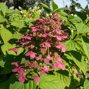Livraison plante Hortensia Wims Red – Lot de 1 – Pot 17 cm – Hauteur 50 cm