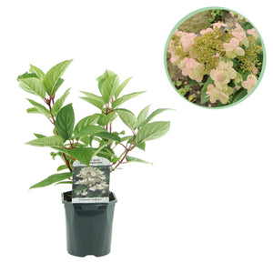 Livraison plante Hortensia Wims Red – Lot de 1 – Pot 17 cm – Hauteur 50 cm