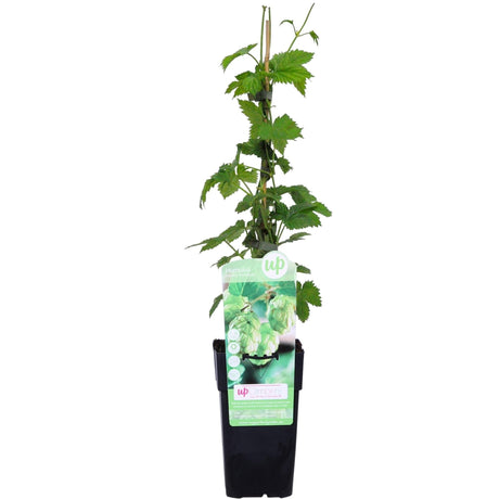 Livraison plante Houblon - humulus lupulus 'nordbrau' - ↨65cm - Ø15 - plante d'extérieur