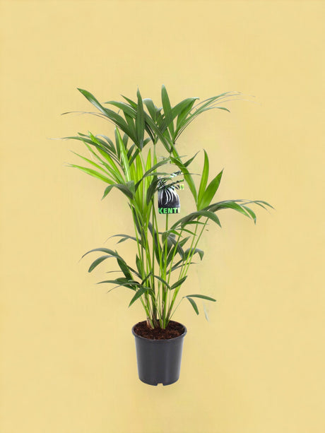 Livraison plante Howea Forsteriana
