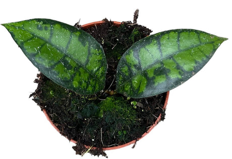 Livraison plante Hoya Black Cat