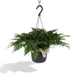 Livraison plante Humata Tyermannii h20cm