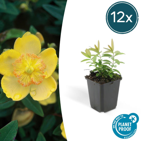 Livraison plante Hypericum calycinum