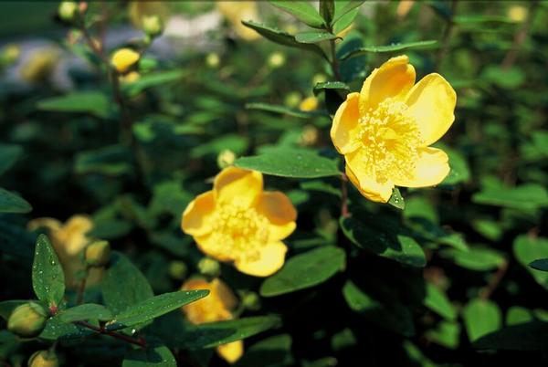 Livraison plante Hypericum dummeri Peter Dummer