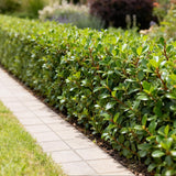 Livraison plante Ilex crenata Caroline Upright – Lot de 8 – Pot 9 cm