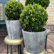 Livraison plante Ilex crenata 'Jenny' et leur pot x 2