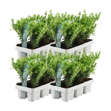 Livraison plante Ilex crenata 'Jenny' - lot de 24 - Ø7cm - ↕25 cm - plante de haie