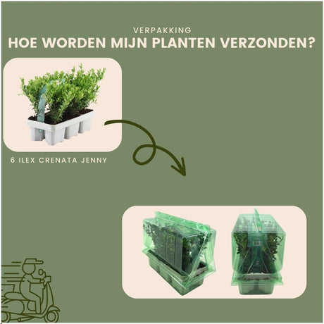 Livraison plante Ilex crenata 'Jenny' - Lot de 6