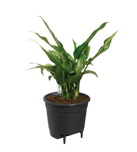 Livraison plante Insertion Auto - irrigante 17 cm